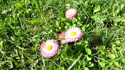 Spring daisy flower in delicate pink white,beauty on a green grass background Stock Footage 239313665