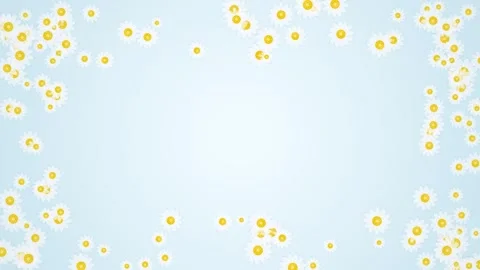 Spring Daisy Flowers Falling Background Animation - Gentle Motion and Soft .. Stock Footage 346660048