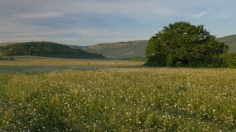 Spring daisy flowers Stock Footage 77525596