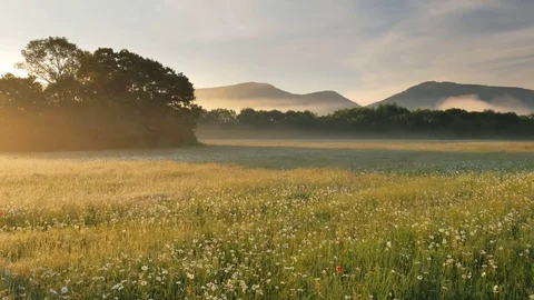 Spring daisy flowers   스톡 동영상 83740906