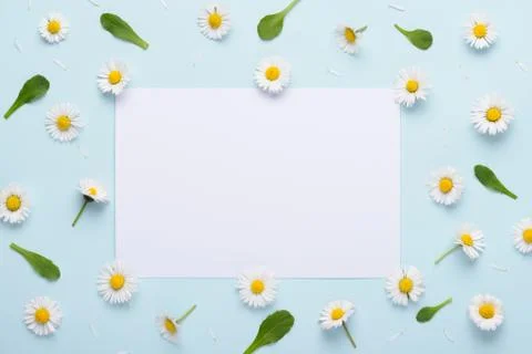 Spring daisy flowers pattern with leafs and petals on blue pastel background  Foto stock