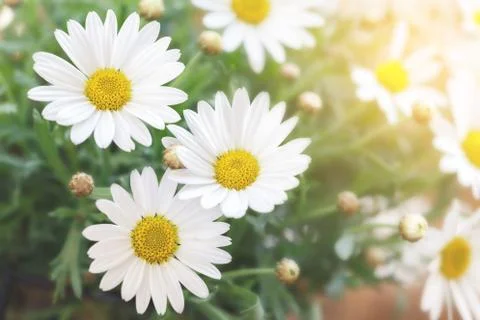 Spring daisy flowers Stock Photos