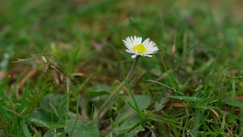 A spring daisy wild flower on grass with water droplets 스톡 동영상 270132744