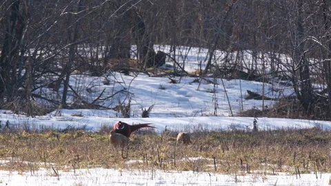 Spring dance in a snowy meadow, magical mating season of pheasants in the forest Stock Footage 270964612