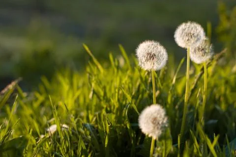 Spring dandelion field over sunlight background Stock Photos