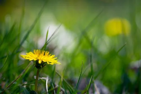 Spring Dandelion Flower Foto stock