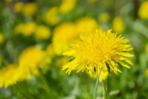 Spring dandelion flowers as background Stock Photos