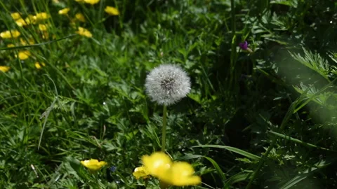 Spring dandelion, flowers, grass Stock Footage 189645521