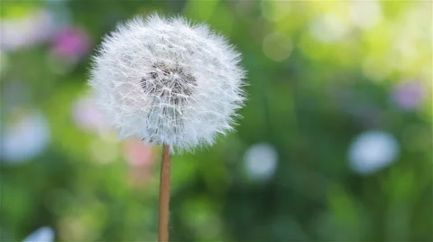 Spring Dandelion In The Garden 4 Stock-Footage 60630426