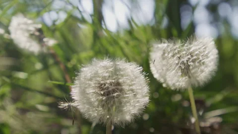 Spring dandelion grows in green grass. Spring meadow feels calm and soft. Sunlit 動画素材 346712567