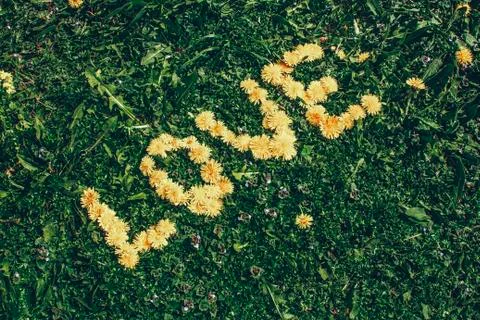 Spring dandelion love lettering with flowers over green field Stock Photos