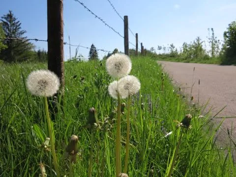 Spring dandelion meadow Stock Photos
