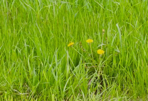 Spring Dandelion in the Meadow Stock Photos