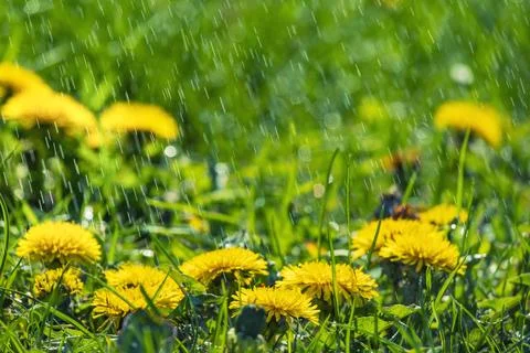 Spring dandelion meadow on the rain. Foto stock