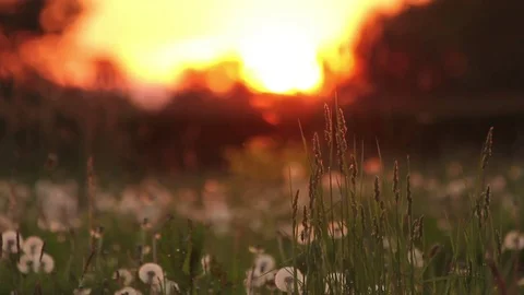 Spring dandelion meadow at sunset Video stock 72388271