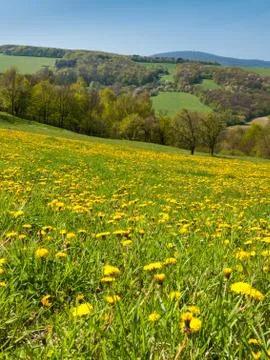Spring dandelion meadows Stock Photos