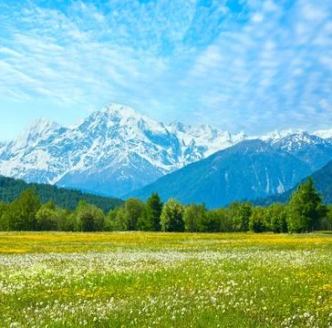 Spring dandelion mountain meadow Stock Photos