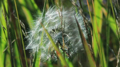 Spring dandelion on natural background 库存影片 24791475