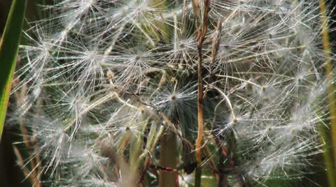 Spring dandelion on natural background Vidéo 24791487