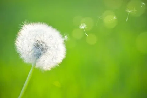 Spring dandelion Stock Photos