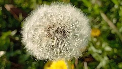 Spring dandelion with seeds blooming in the wind, on a green lawn Stock Photos