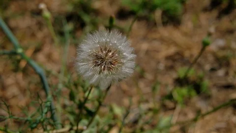 Spring dandelion seeds flying away on wind in nature meadow blur background Stock Footage 111467531