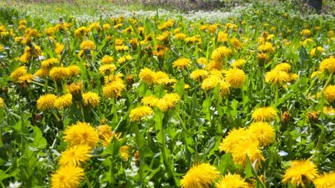 Spring dandelions background Foto stock