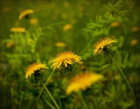 Spring. Dandelions bloomed on the glade at the forest edge Stock Photos