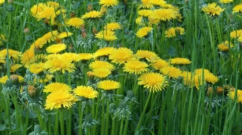 Spring dandelions Stock Footage 48083266
