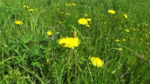 Spring Dandelions in the fresh green grass Stock Footage 131704095