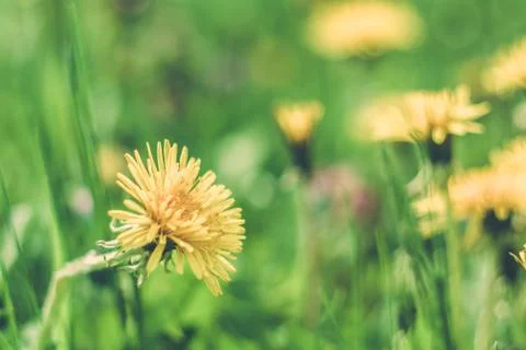 Spring dandelions in a green meadow in spring Stock Photos