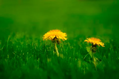Spring Dandelions Stock Photos