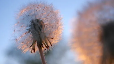 Spring dandelions shine in the wind in the light of the sun and cars Video stock 129554718