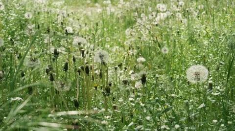 Spring dandelions in sunshine Stock Footage 63065370