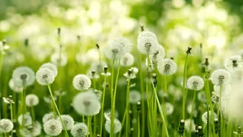 Spring Dandelions Swaying Gently in a Sunny Meadow During a Bright Afternoon Stock Footage 342021485