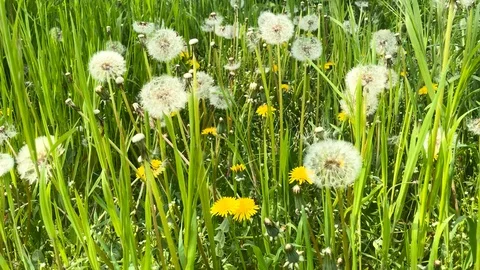 Spring dandelions swing in the wind Stock Footage 107671130