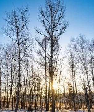 Spring dawn in the forest early spring thawed snow dawn in the forest thro... Stock Photos