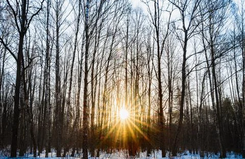 Spring dawn in the forest Фото