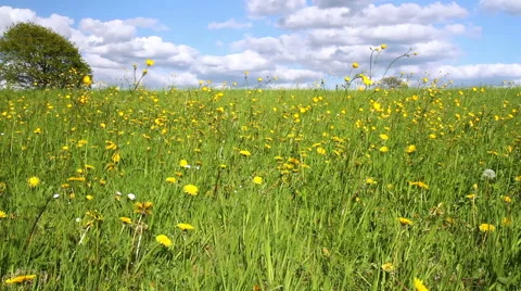 Spring day in the Belgian counrtyside. Stock-Footage 49566061