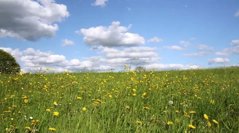 Spring day in the Belgian countryside. Stock Footage 49663675