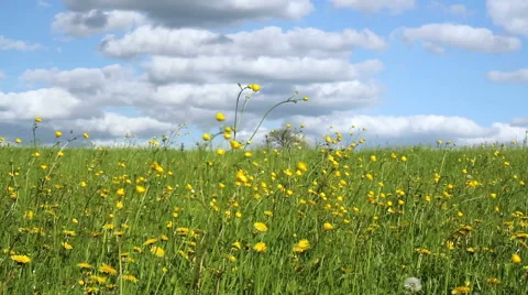Spring day in the Belgian countryside. Stock Footage 49664530