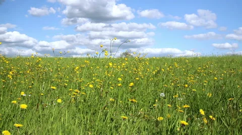 Spring day in the Belgian countryside. Stock Footage 49664784