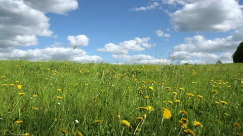 Spring day in the Belgian countryside. Stock Footage 50095369