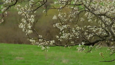 Spring day blooming tree in white flowers swaying in the wind Stock Footage 164639906