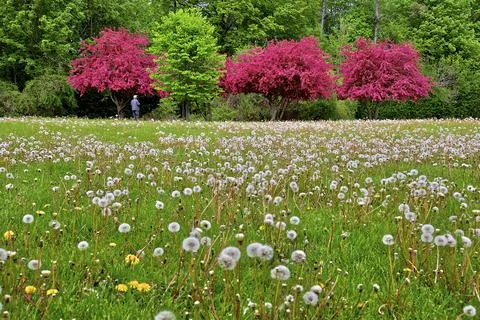 Spring day complete with green grass and flowering crab apple trees. Stock Photos