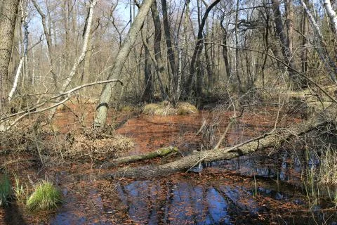 Spring day on forest bog Foto stock