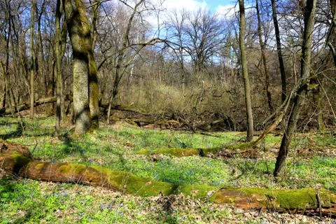 Spring day in forest Foto stock
