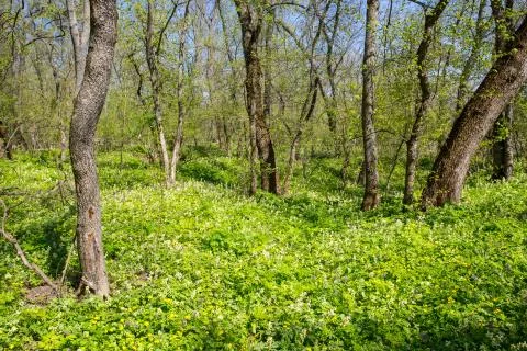 Spring day in forest Fotos de archivo