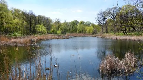 Spring day on the lake 库存照片