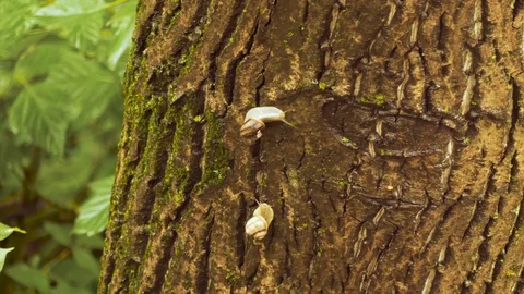 On spring day, a snail crawling on a wet tree trunk. Snail on a branch in the Stock Footage 110705493